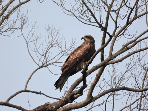 Black Kite